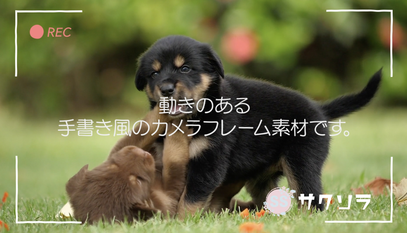 フリー素材 ゆるい動画にぴったり ぴくぴく動くカメラフレームの動画素材 透過 動画で収益化を目指す人のためのブログ